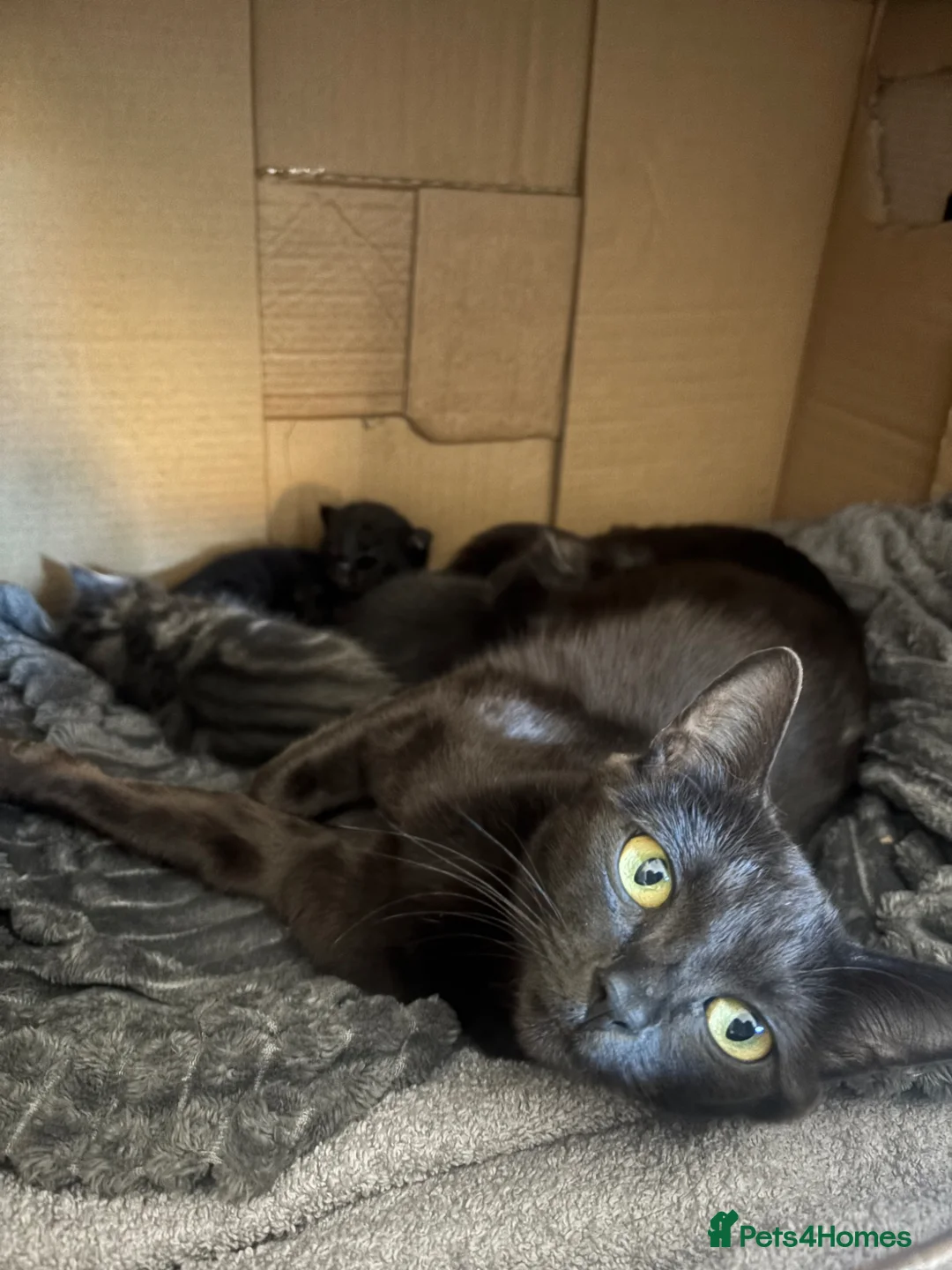 Burmese cats for sale: Burmese cross kittens  - Advert 6