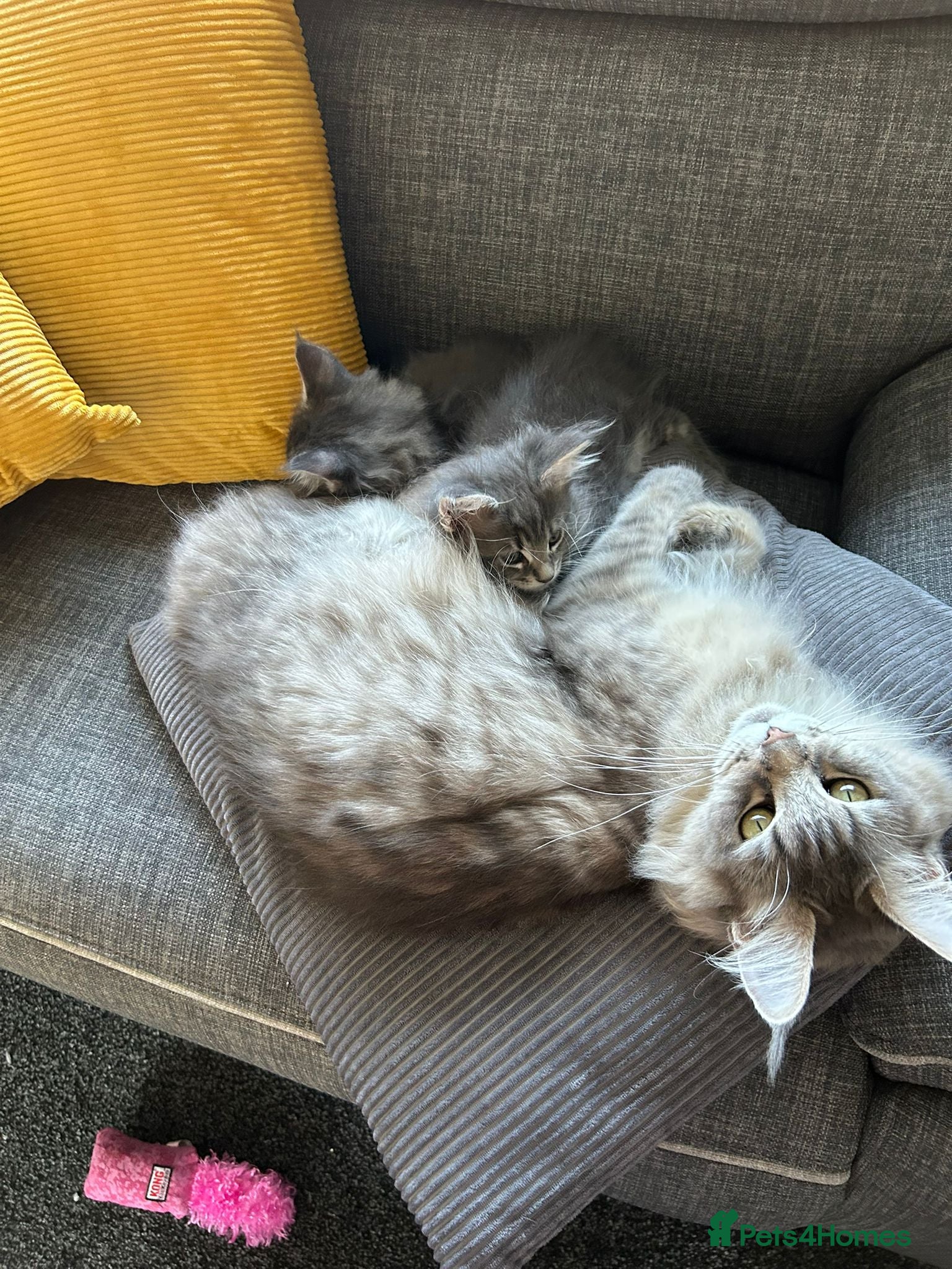 Maine Coon cats Pedigree main coon kittens  - Advert 3