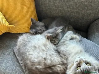 Maine Coon cats Pedigree main coon kittens - Advert 3