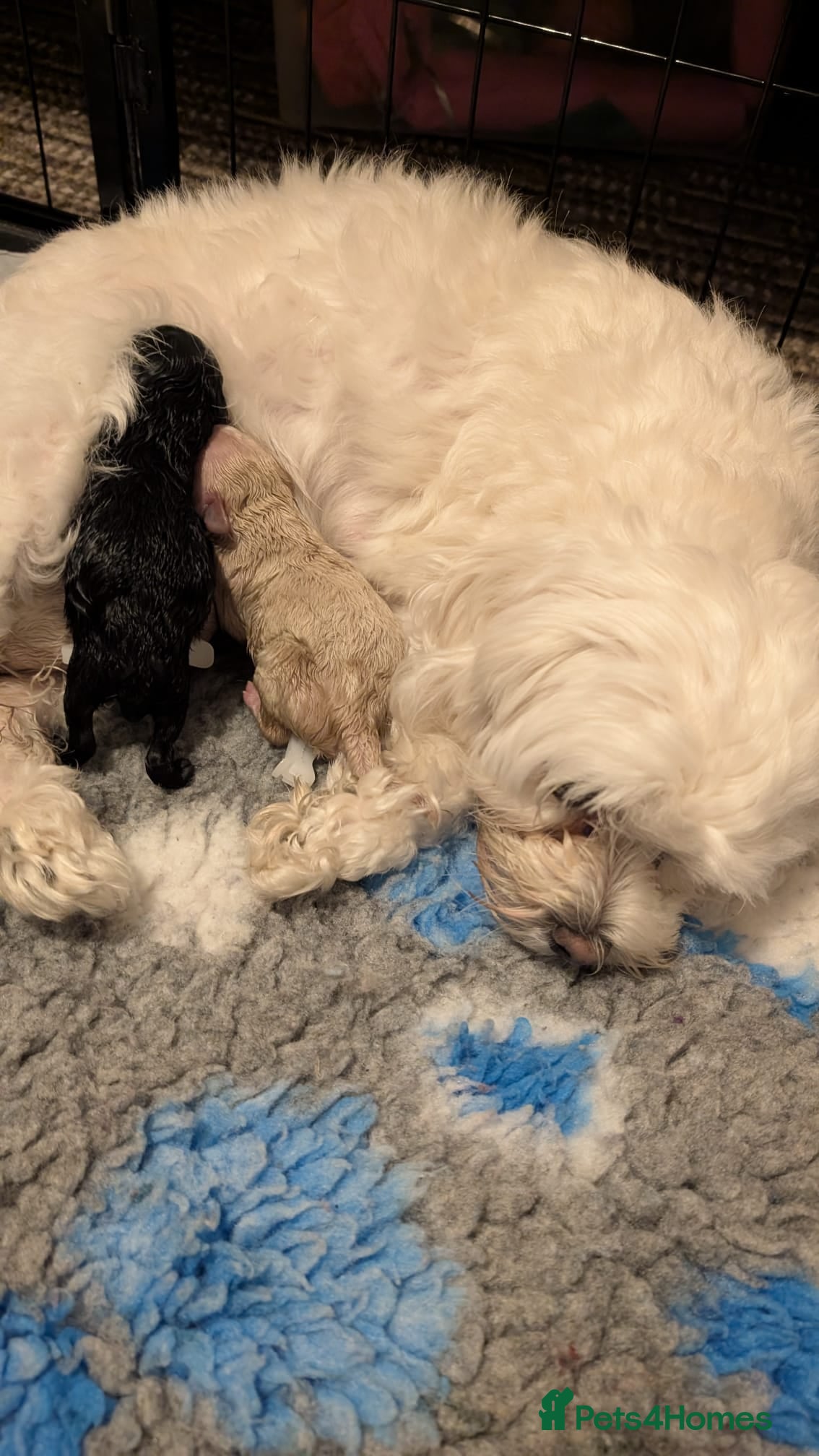 Maltipoo dogs Health Tested F1B Maltipoos  - Advert 3