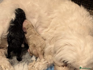 Maltipoo dogs Health Tested F1B Maltipoos - Advert 3