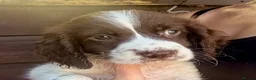 Sprocker dogs for sale: Sprocker puppys - Advert 2