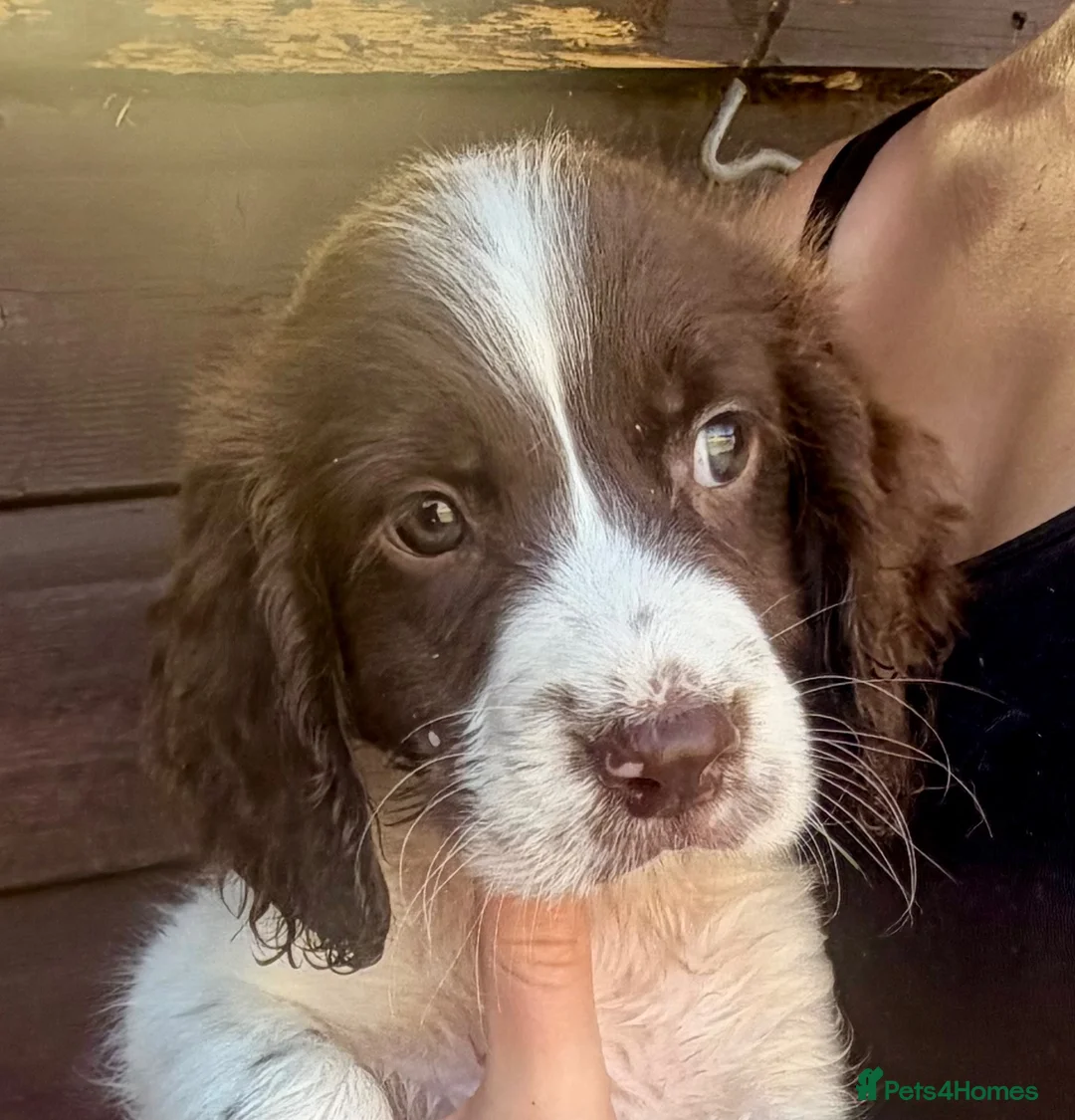 Sprocker dogs for sale: Sprocker puppys - Advert 2