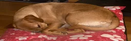 Labrador Retriever dogs for sale: Kennel Club (KC) Registered puppies 🐾🐾 in Llangefni - Advert 4