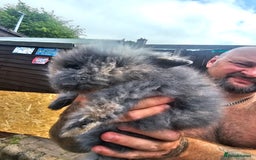 Lionhead rabbits for sale: Lionhead bunnies - Image 4