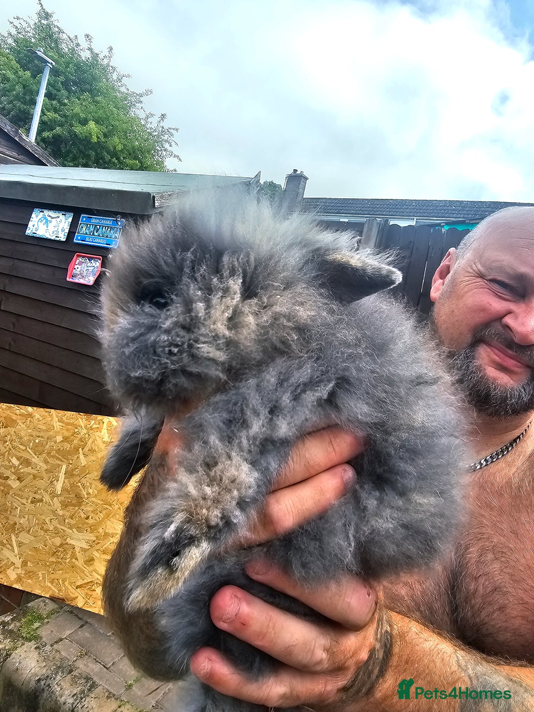 Lionhead rabbits for sale: Lionhead bunnies - Image 4
