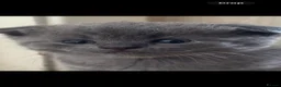 Scottish Fold cats for sale: Scottish fold and strait kittens - Advert 14