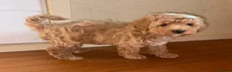 Maltipoo dogs for sale: Stunning Red Girl Maltipoos 🐶  - Advert 16