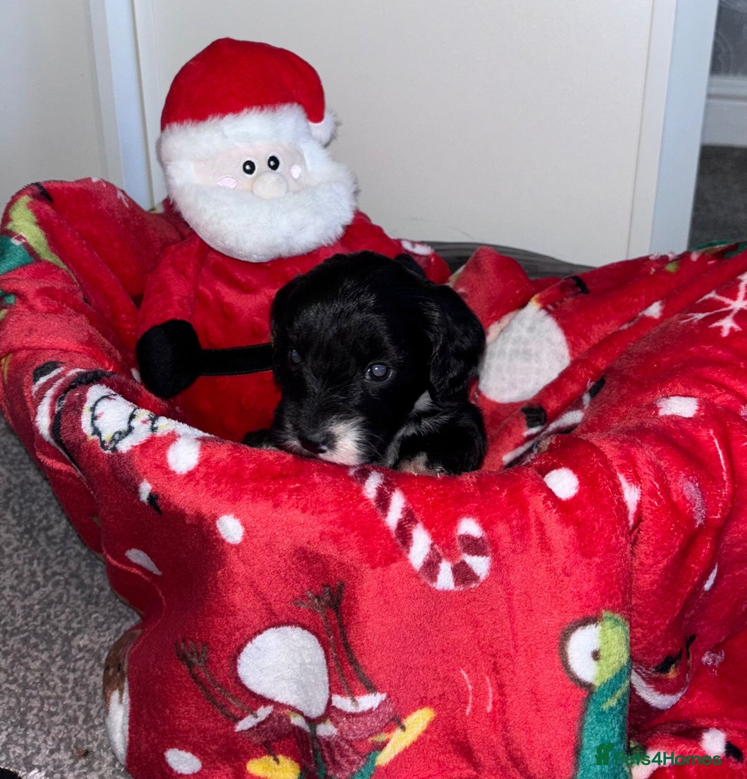 Cockapoo dogs for sale: 3 remaining Adorable cockapoo puppies  - Advert 22