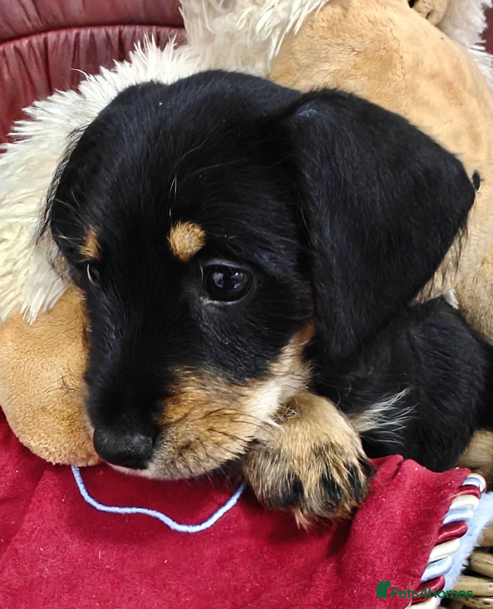 Mixed Breed dogs Adorable Schnoxie puppies  - Advert 1