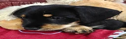 Mixed Breed dogs for sale: Daschund X Schnauzer puppies  - Advert 23