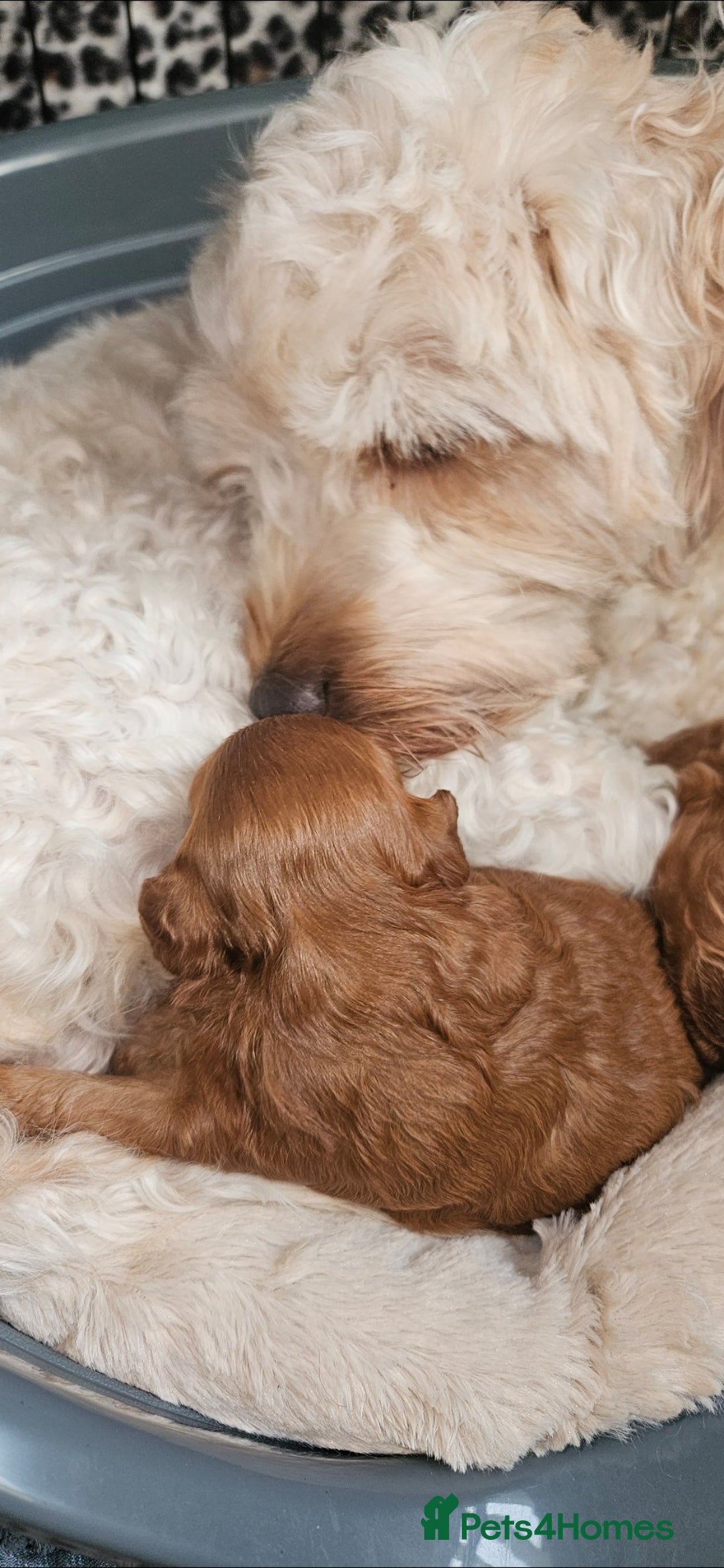 Cavapoo dogs for sale: GORGEOUS CAVAPOO MALE LOOKING FOR LOVING HOME X - Advert 8