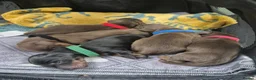 Miniature Dachshund dogs for sale: Introducing Daphne and her 5 beautiful pups. in Helensburgh - Advert 19