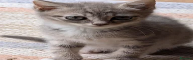 Little grey