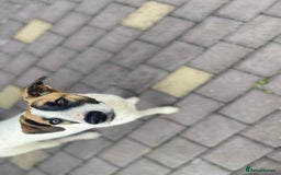 Mixed Breed dogs for adoption: 💖🐶 ZAYKA 🐶💖 - Image 13