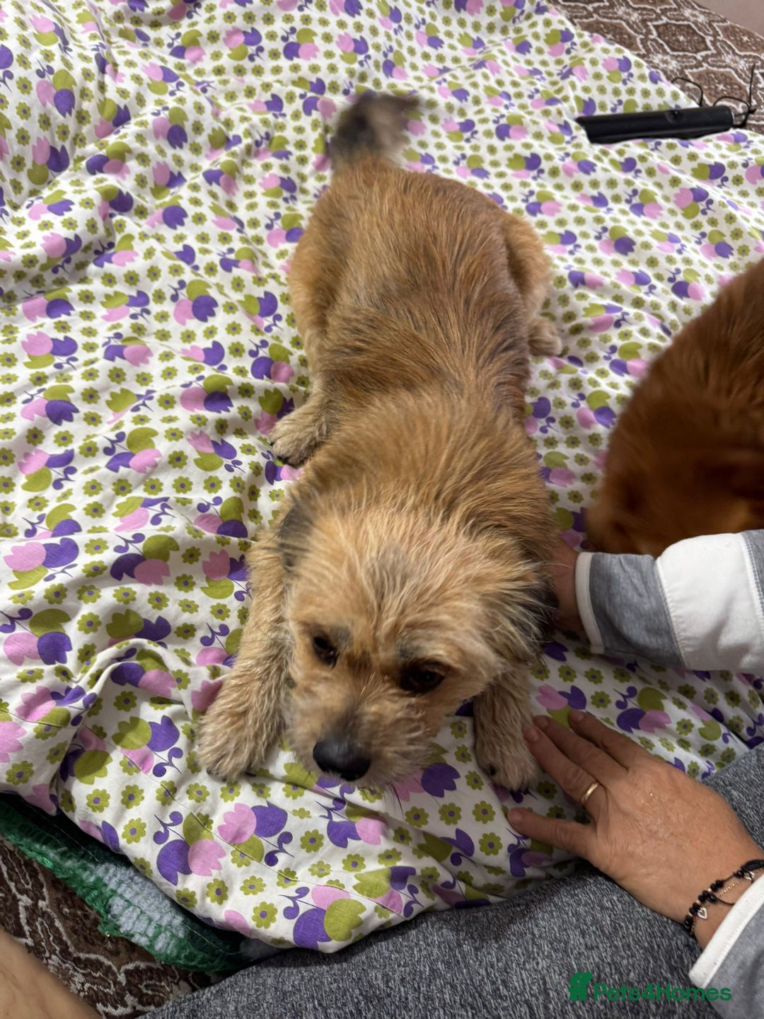 Mixed Breed dogs for adoption: 🐾 Meet COOKIE – Your Little Ray of Sunshine ☀️💛 - Advert 3