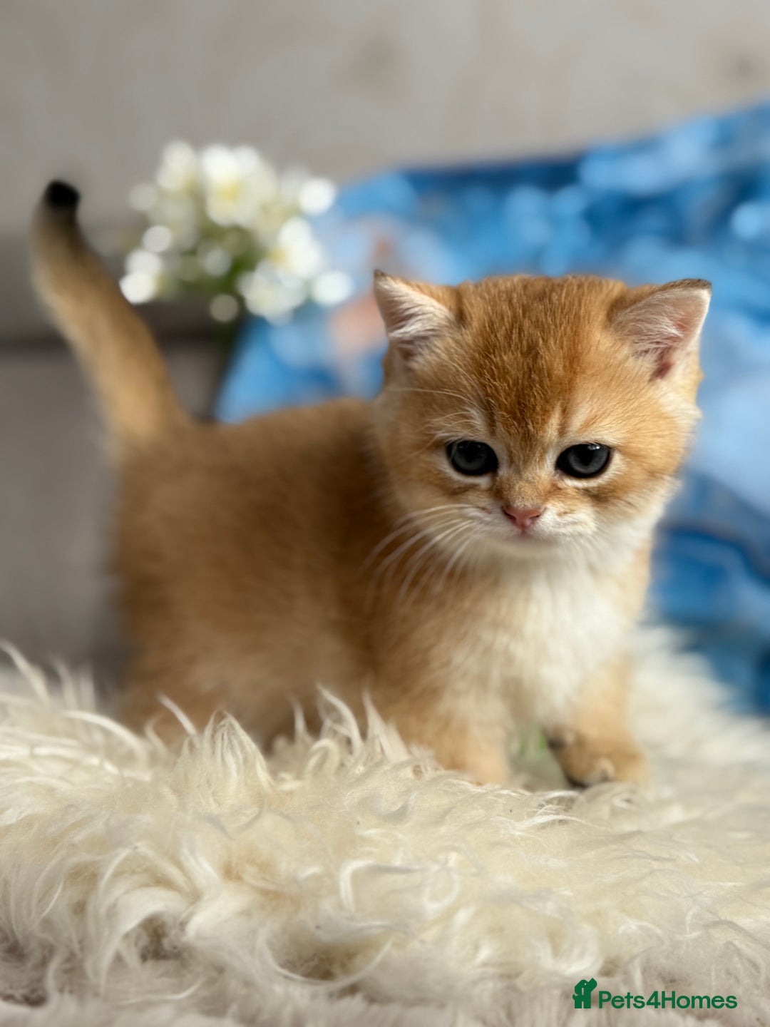 British Shorthair cats for sale: 🌟 Last two beautiful  Golden BSH girls 🌟 - Advert 27