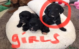 Cocker Spaniel dogs for sale: Cocker spaniel worker puppies  - Image 8