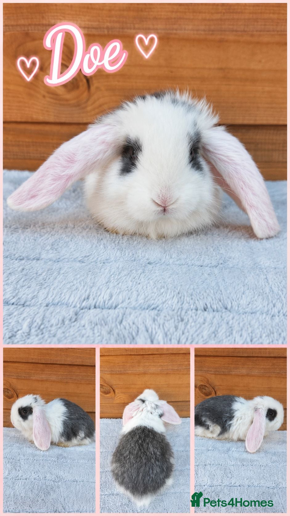 French Lop rabbits Beautiful French Lop Babies - Advert 2