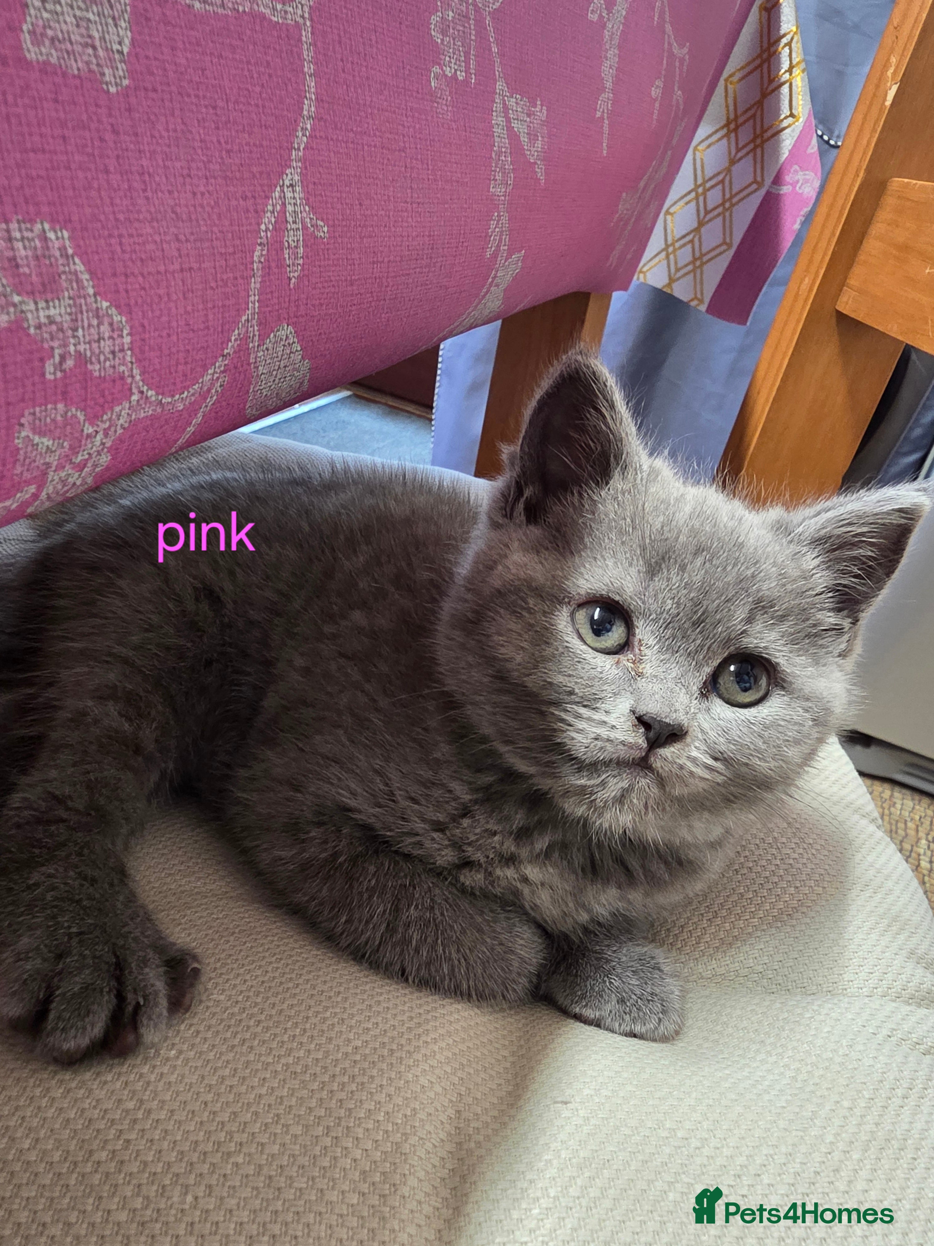British Shorthair cats British Shorthair Kittens Ready Now – 4 Left - Advert 4