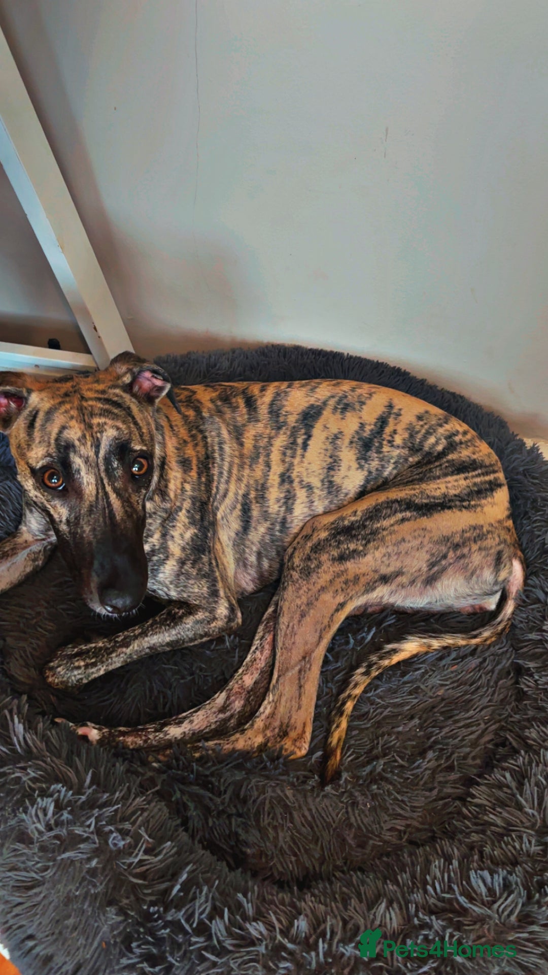 Mixed Breed dogs for sale: Suki. - Image 4