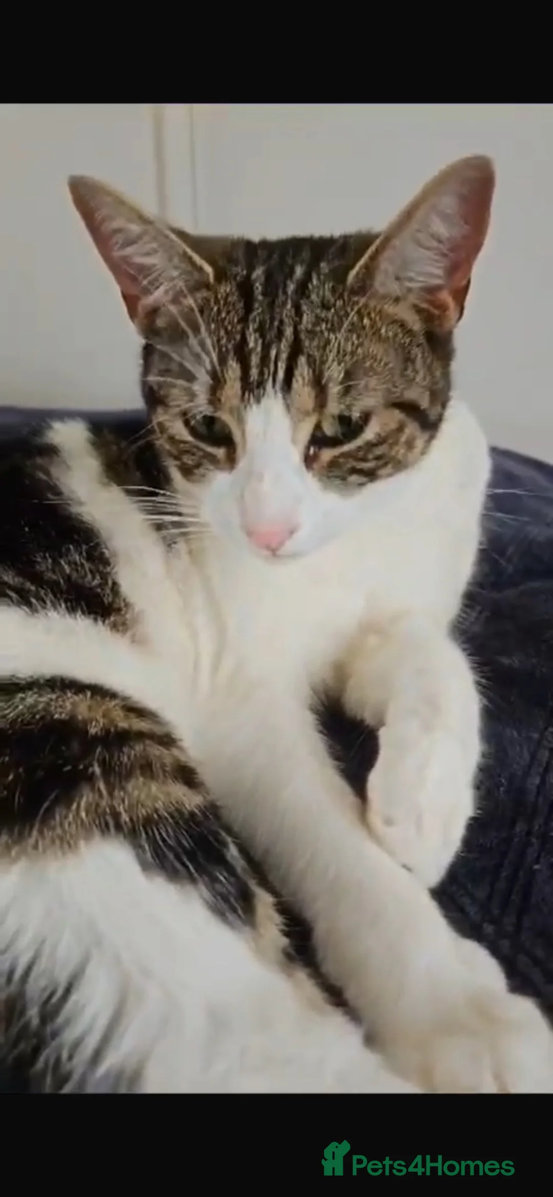 Domestic Shorthair cats for sale: Two bonded sisters for sale  in Leeds - Advert 2