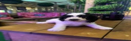 Sheepadoodle dogs for sale: Standard Sheepadoodle READY NOW - Advert 16