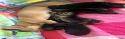 Pomchi dogs for sale: Pomchi puppy's  - Advert 1