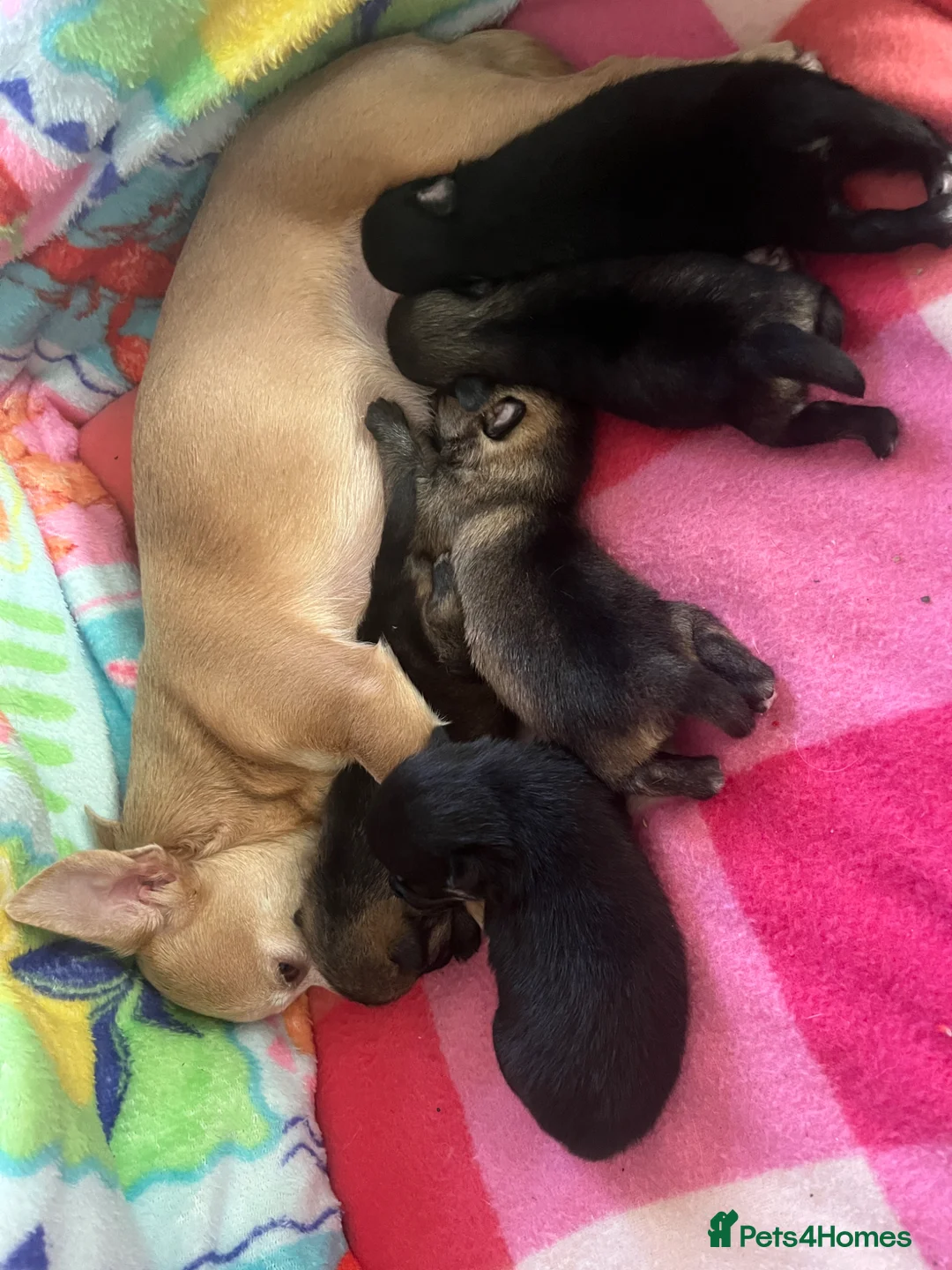 Pomchi dogs for sale: Pomchi puppy's  - Advert 1