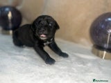 Cane Corso Puppy 2