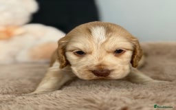 Cocker Spaniel dogs for sale: Show type cocker spaniels  - Image 10