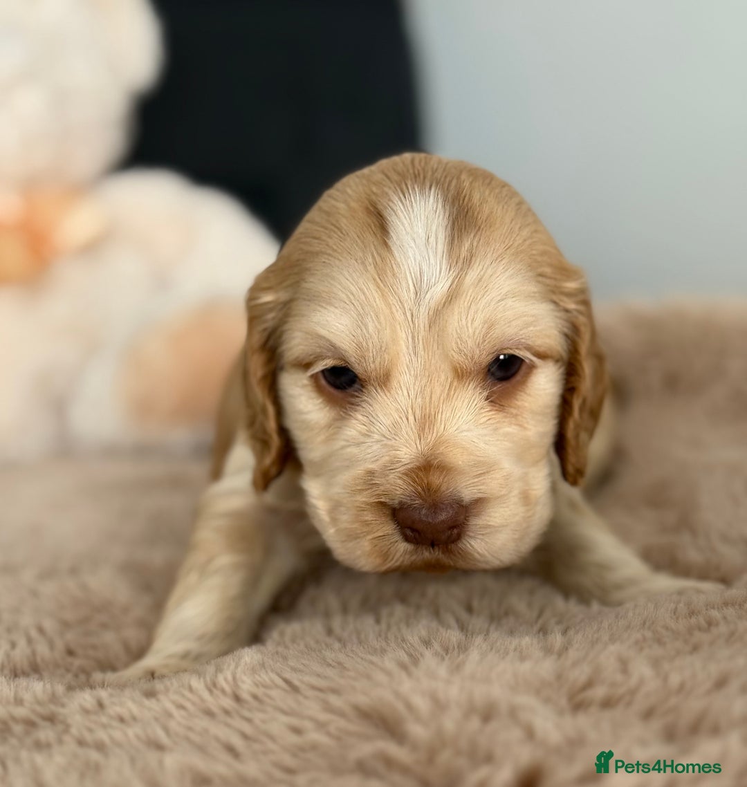 Cocker Spaniel dogs for sale: Show type cocker spaniels  - Image 10
