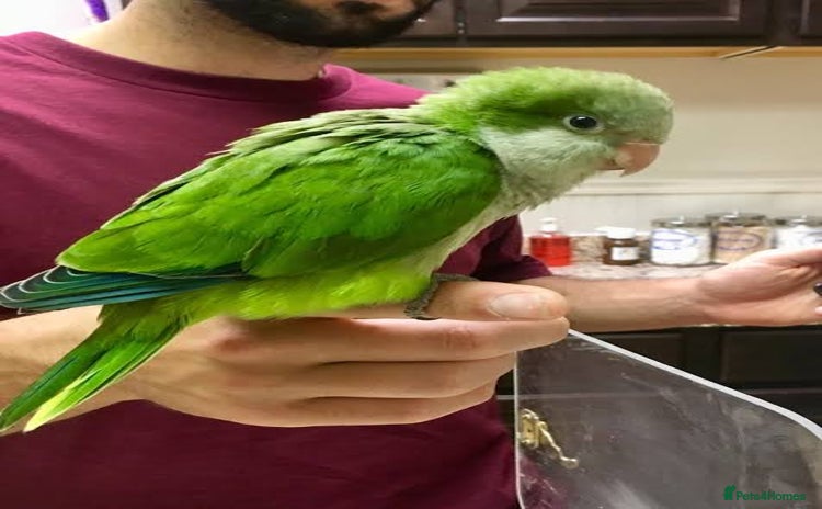 Parrots birds - Advert 2