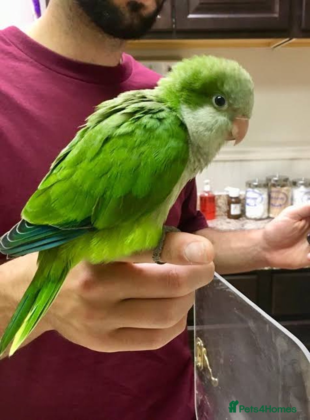 Parrots birds for sale: Green male quaker parrot - Image 1