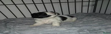 Lhasa Apso 3