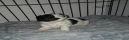 Lhasa Apso dogs for sale: Beautiful KC Registered Lhasa Apso Puppies - Advert 34