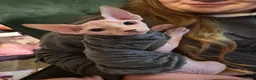 Sphynx cats for sale: Pick of litter left 1 stunning male sphynx kitten - Advert 5