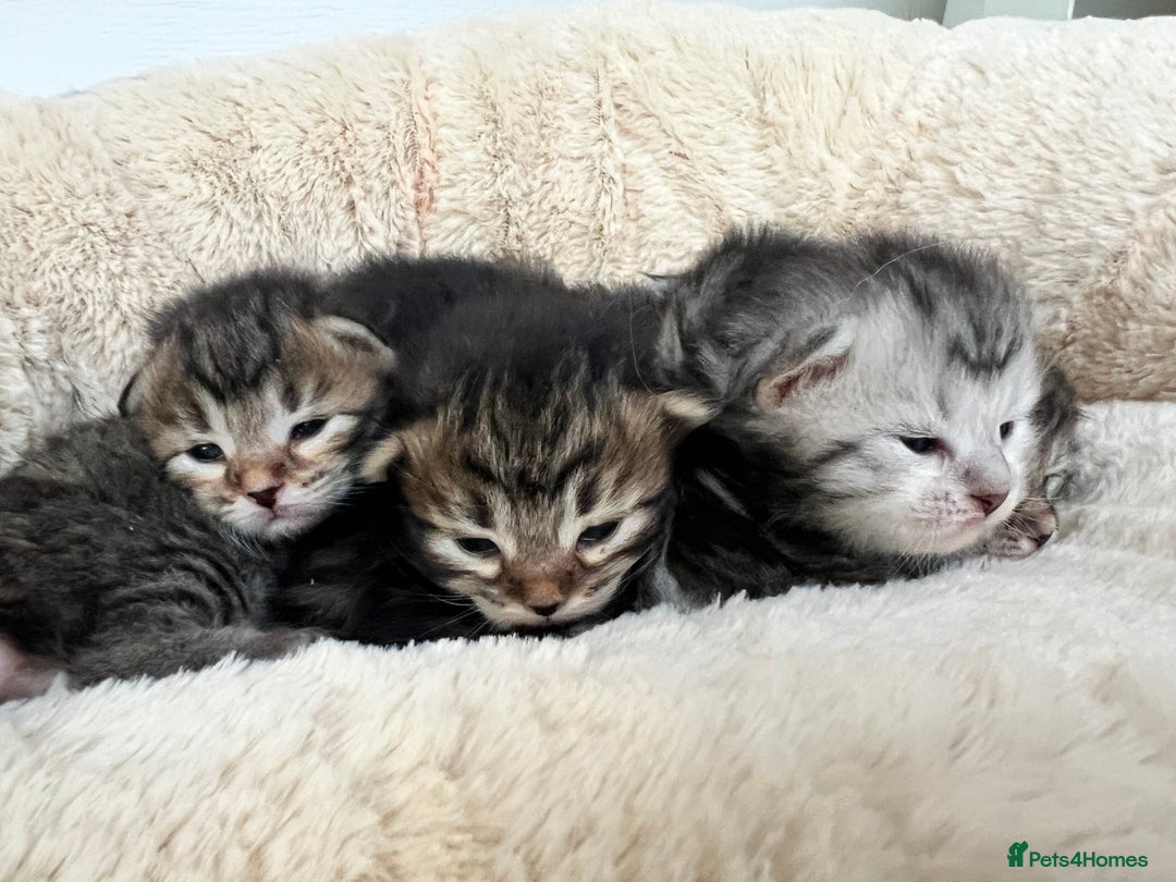 Siberian cats for sale: 🩶🩵Traditional Siberian Babies🩵🩶 - Advert 4