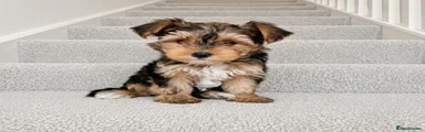 Yorkshire Terrier 2