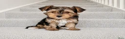 Yorkshire Terrier dogs for sale: Beautiful puppies looking for their forever homes! in Hemel Hempstead - Advert 3