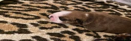 English Bulldog dogs for sale: English Bulldog Pups Standard Traditional Colour - Advert 9