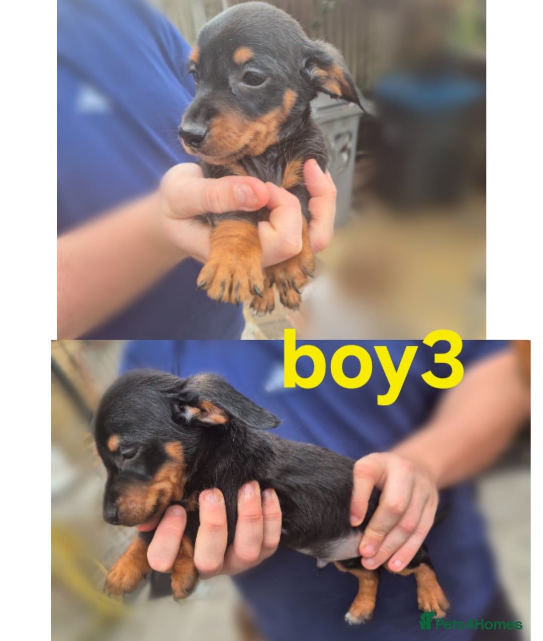 Mixed Breed dogs for sale: Beautiful Dorkie Puppies for sale - Image 8