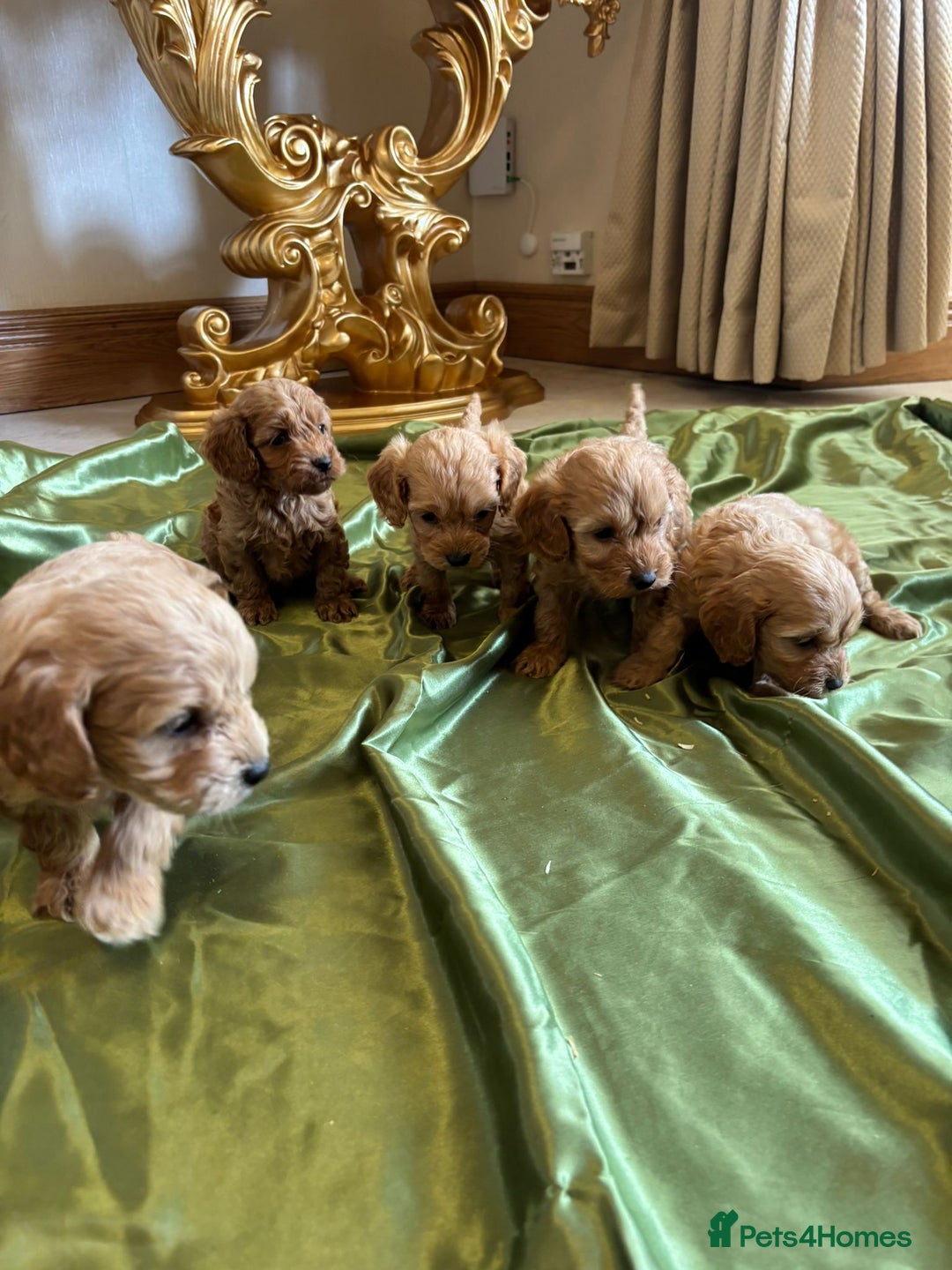 Cockapoo dogs for sale: F1 DNA Health Tested Cockapoos  - Image 5