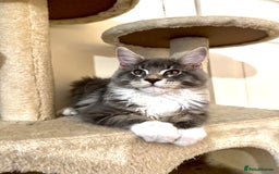 Maine Coon cats for sale: READY NOW~ 1 loving boy left  - Image 7