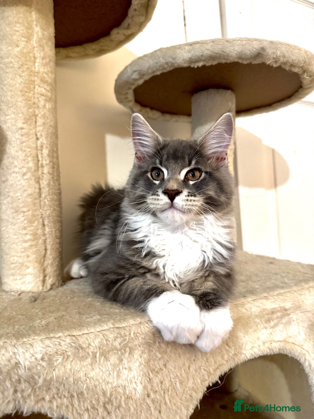 Maine Coon cats for sale: READY NOW~ 1 loving boy left  - Image 7