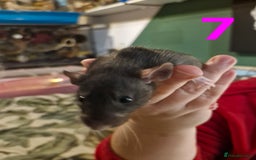 Rat rodents for sale: 9 beautiful girls - Image 23