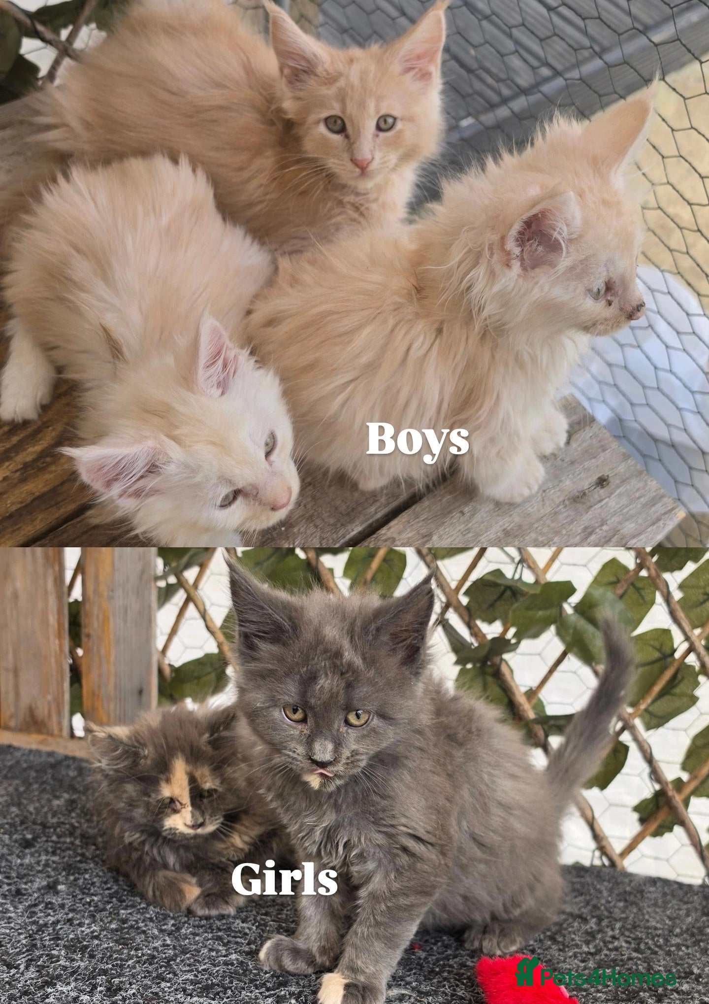 Maine Coon cats Maine coon kittens - Advert 1