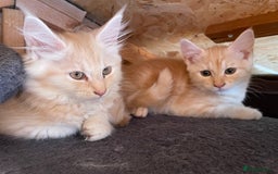 Maine Coon cats for sale: Maine Coon Cross Kittens 3 Girls , 2 Boys - Image 16