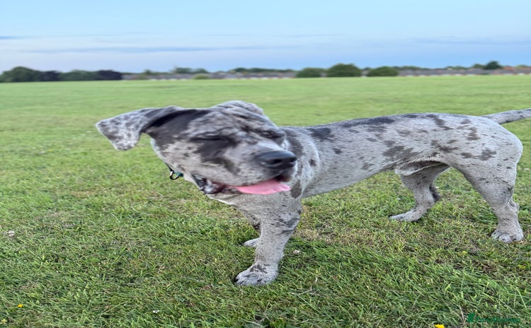 Cane Corso dogs - Advert 1