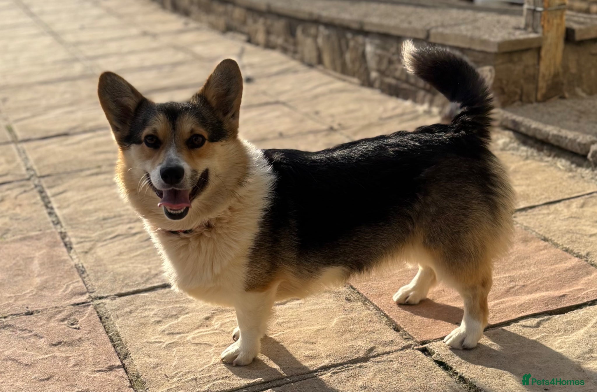 Welsh Corgi Pembroke dogs for sale: Stunning champion breed Tri Corgi Puppies  - Advert 17